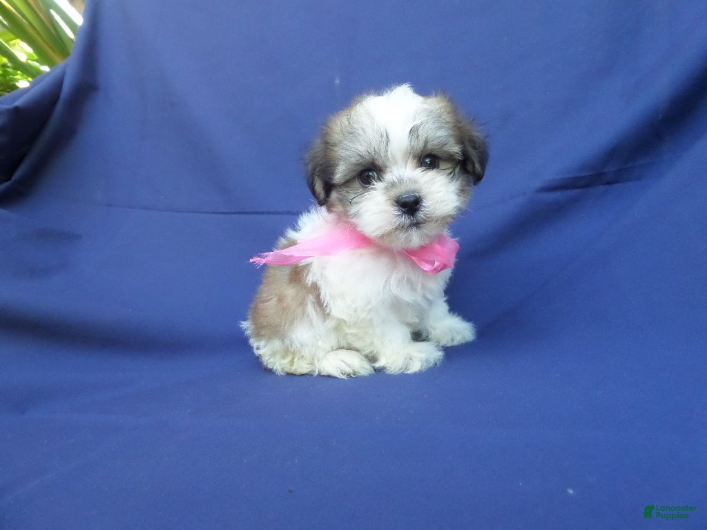 Maltipoo dogs Jayla  - Ad 36