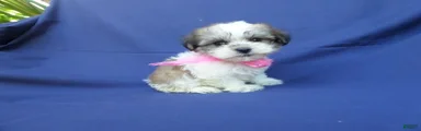 Jayla 