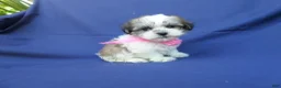 Maltipoo dogs for sale: Jayla  - Ad 1