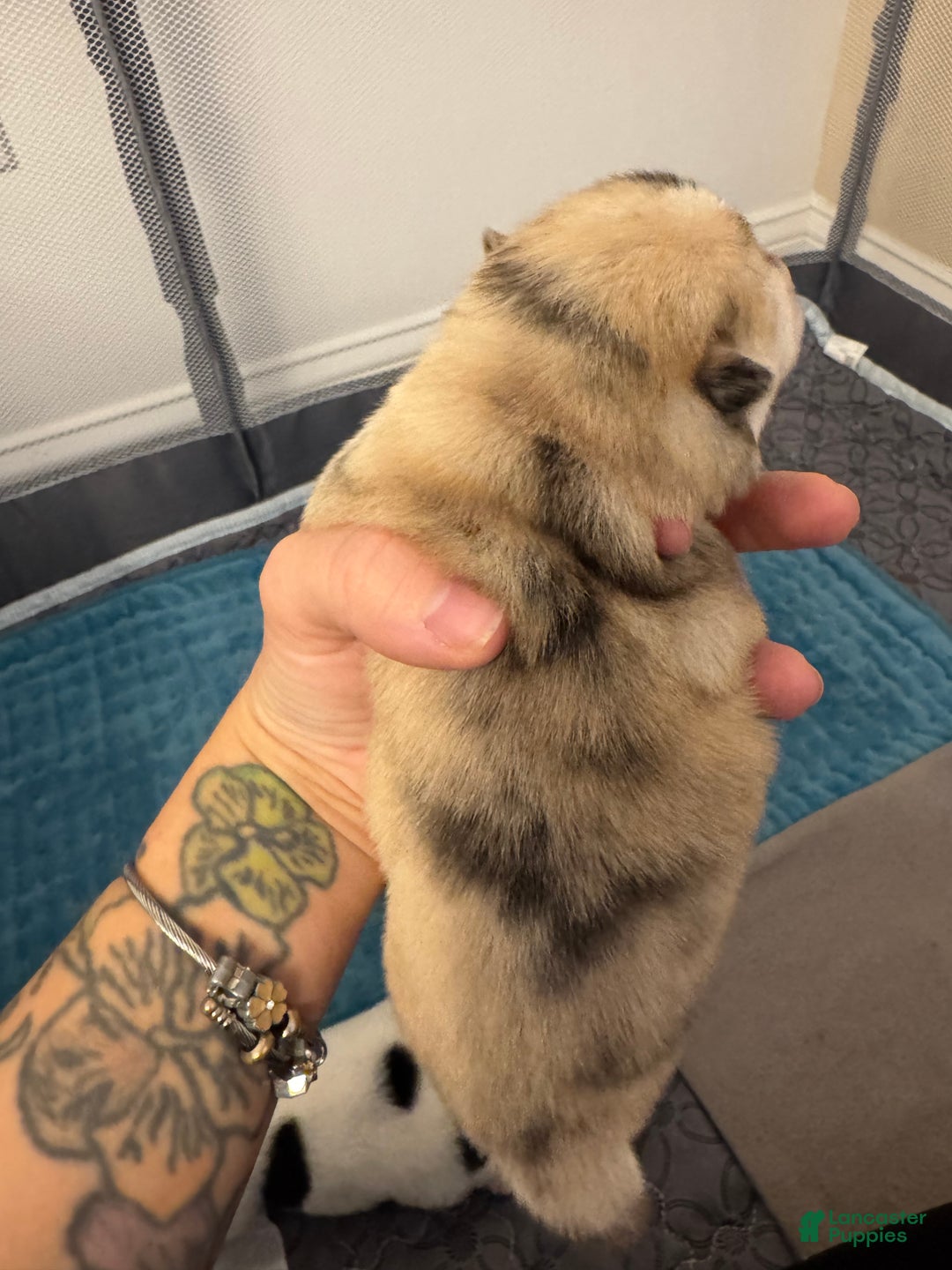 Pomsky dogs for sale: Female Tan multi color - Ad 2