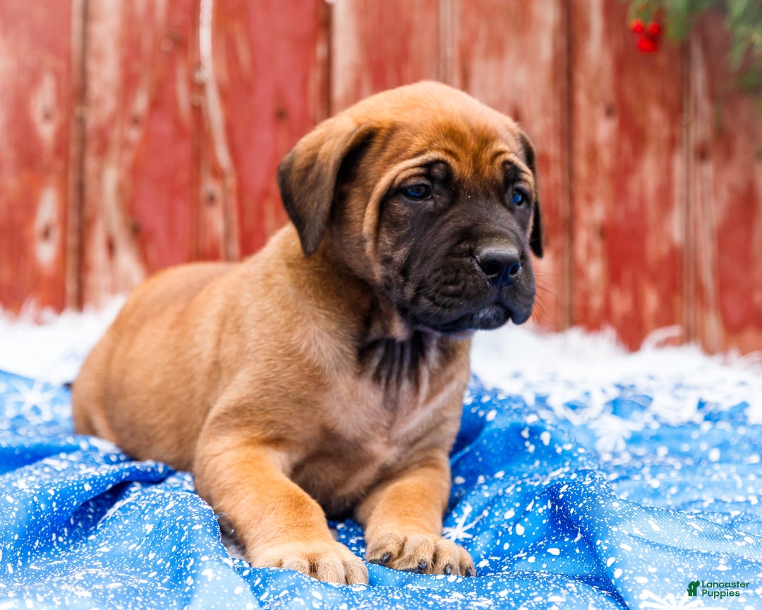 English Mastiff dogs for sale: Chloe - Ad 9