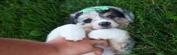 Miniature Australian Shepherd dogs for sale: LANDON [ new pictures] - Ad 21