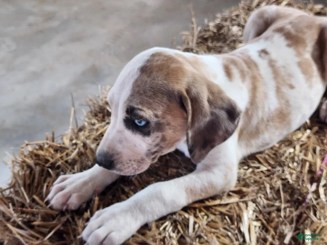 Catahoula Leopard Dog dogs for sale: Duchess 2026 Male 1 - Ad 1