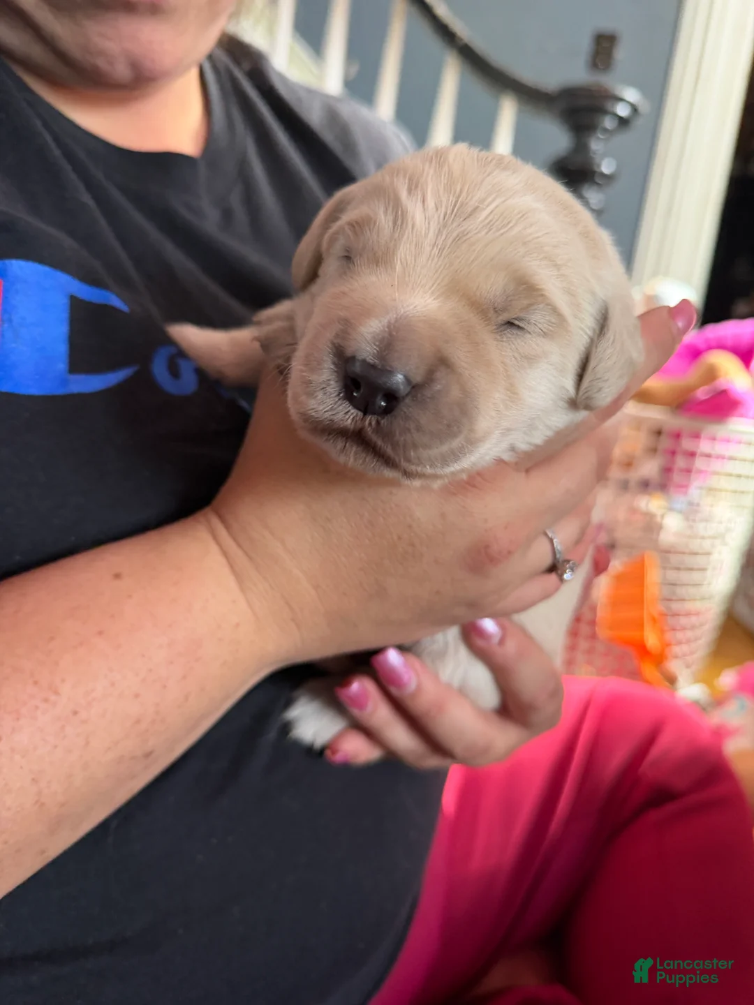 Golden Retriever dogs for sale: Golden Retriever Puppy 2 Pink - Ad 9