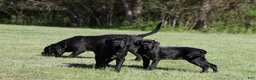 Neapolitan Mastiff dogs for sale: Neapolitan Mastiff Puppy 1 - Ad 18