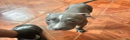 Mixed Breed dogs for sale: Mixed Breed 6 - Ad 10