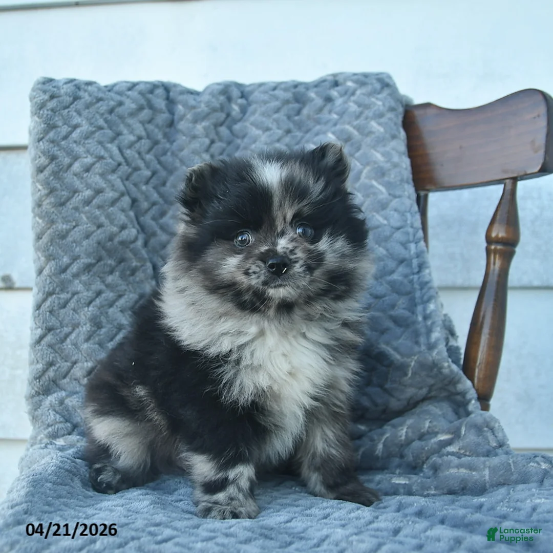 Pomeranian dogs for sale: Gage  - Ad 2