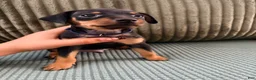 Miniature Pinscher dogs for sale: Leo - Ad 2
