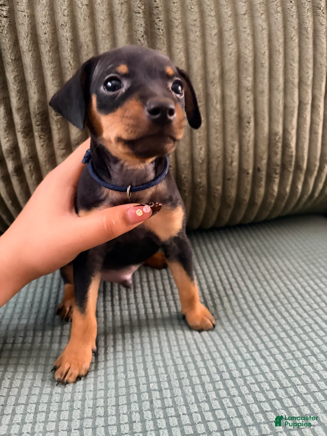 Miniature Pinscher dogs for sale: Leo - Ad 2