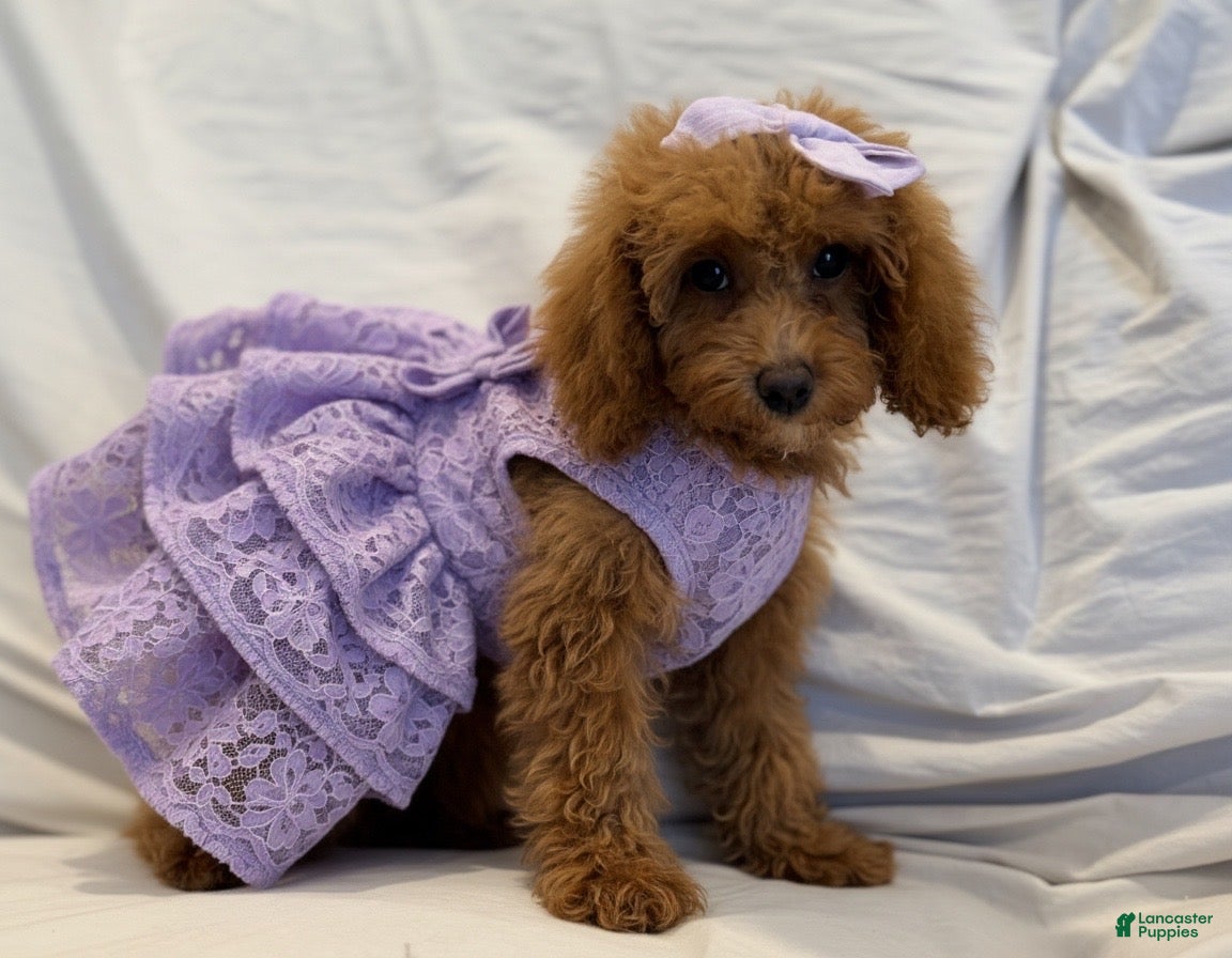 Miniature Poodle dogs Millie- Genetically health tested Parents/Potty Training - Ad 2