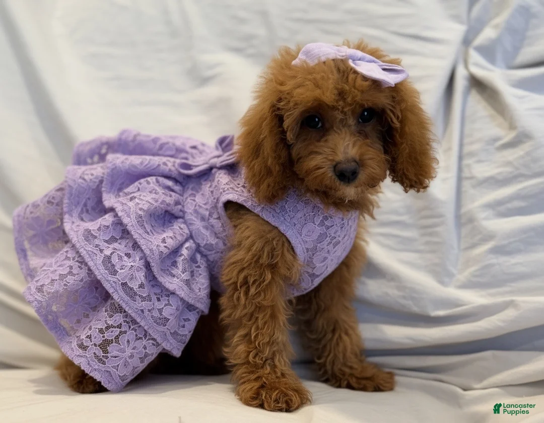Miniature Poodle dogs for sale: Millie- Genetically health tested Parents/Potty Training - Ad 2