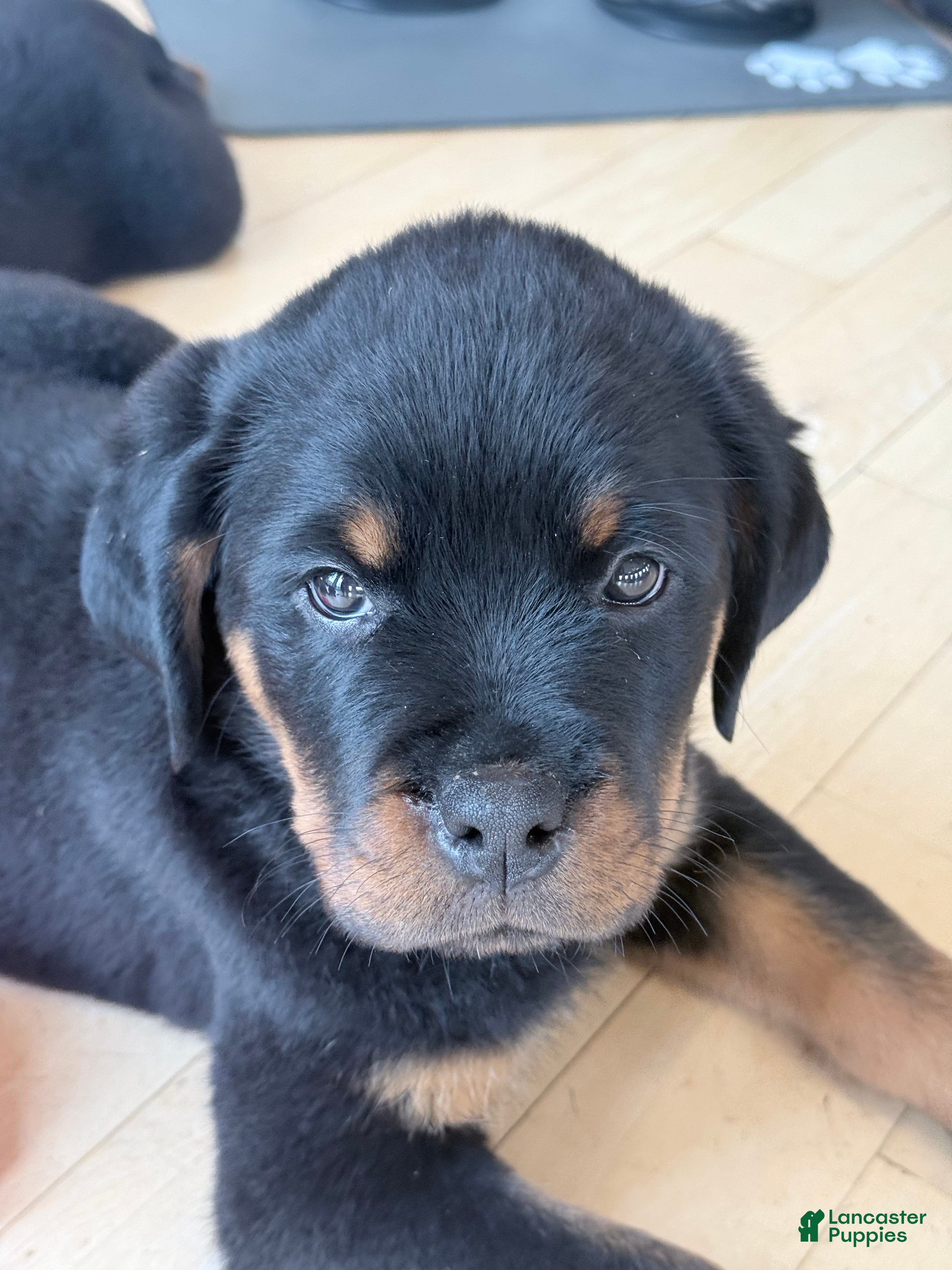 Rottweiler dogs Rottweiler Puppy 3 - Ad 7