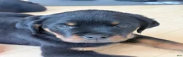 Rottweiler dogs for sale: Rottweiler Puppy 3 - Ad 1