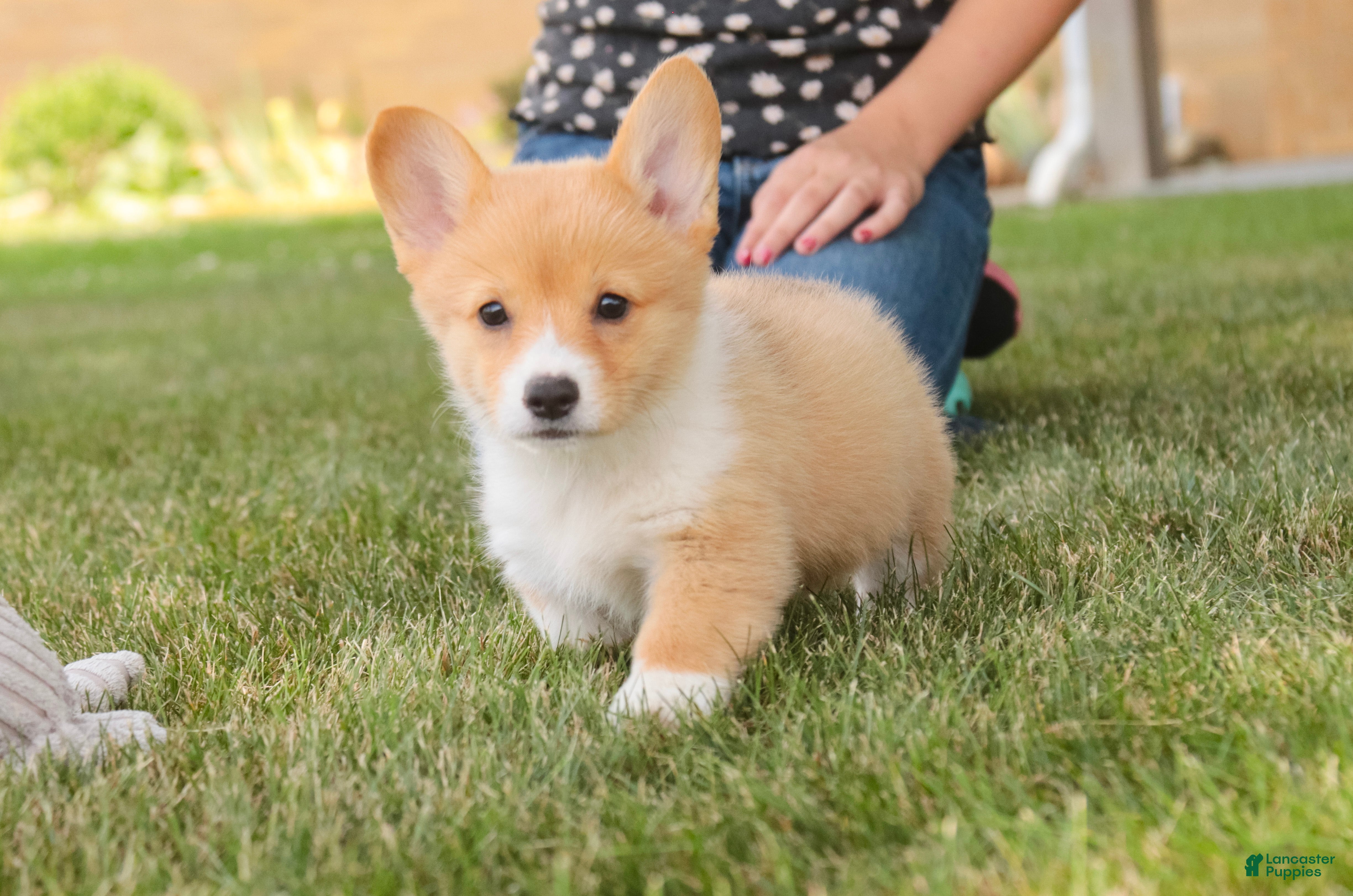 Welsh Corgi Pembroke dogs Josie Welsh Corgi Pembroke  - Ad 2