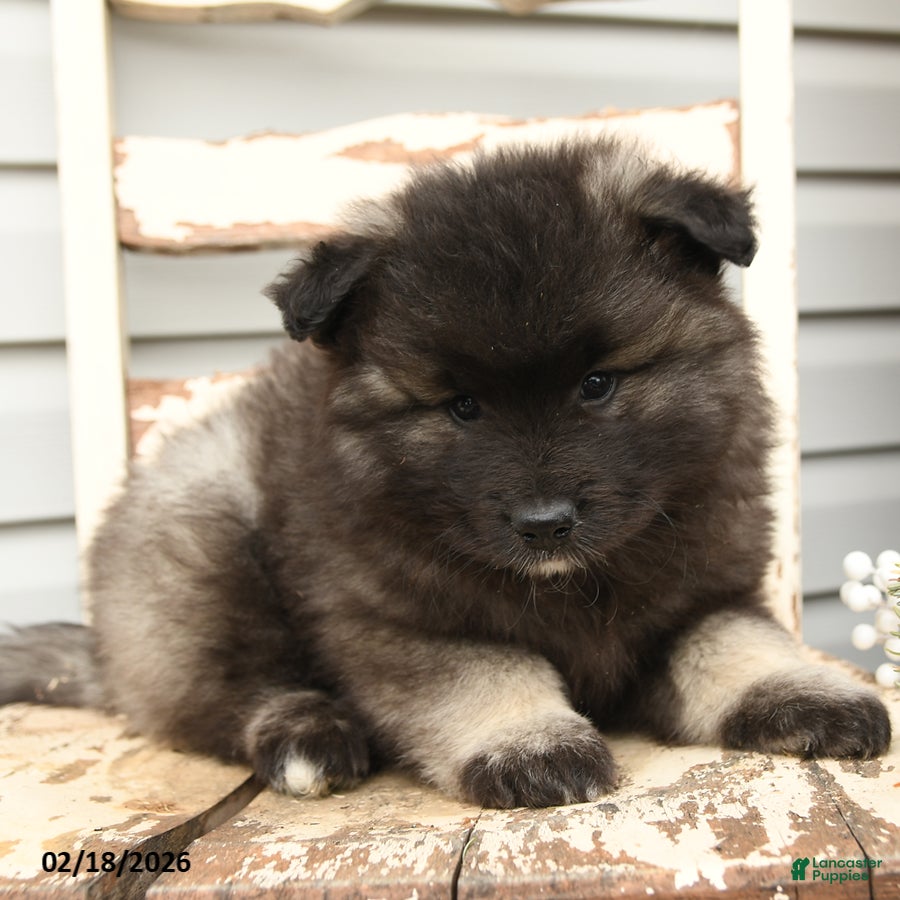 Keeshond dogs Sailor - Ad 2