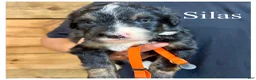 Bernedoodle dogs for sale: Silas- Standard F1 - Ad 2