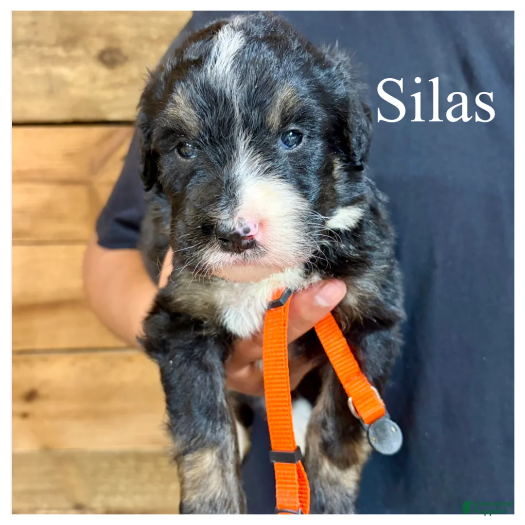 Bernedoodle dogs for sale: Silas- Standard F1 - Ad 2