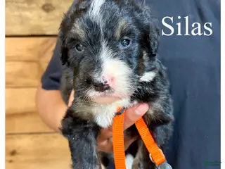 Bernedoodle dogs Silas- Standard F1 - Ad 22