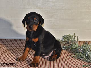 Doberman Pinscher dogs Chase - Ad 16