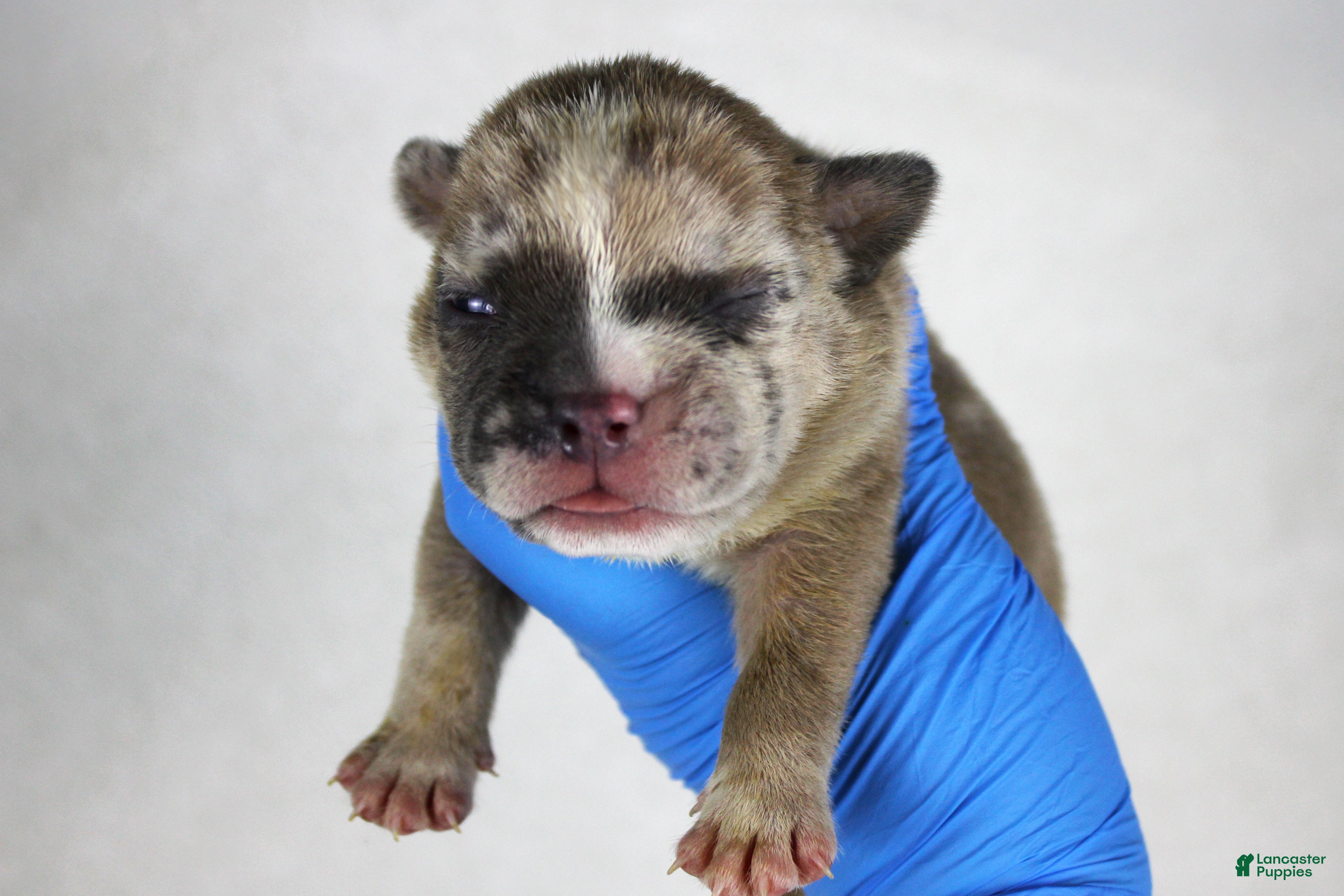 American Bully dogs Fawn Merle Female (blue mask) - Ad 3