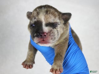 American Bully dogs Fawn Merle Female (blue mask) - Ad 1