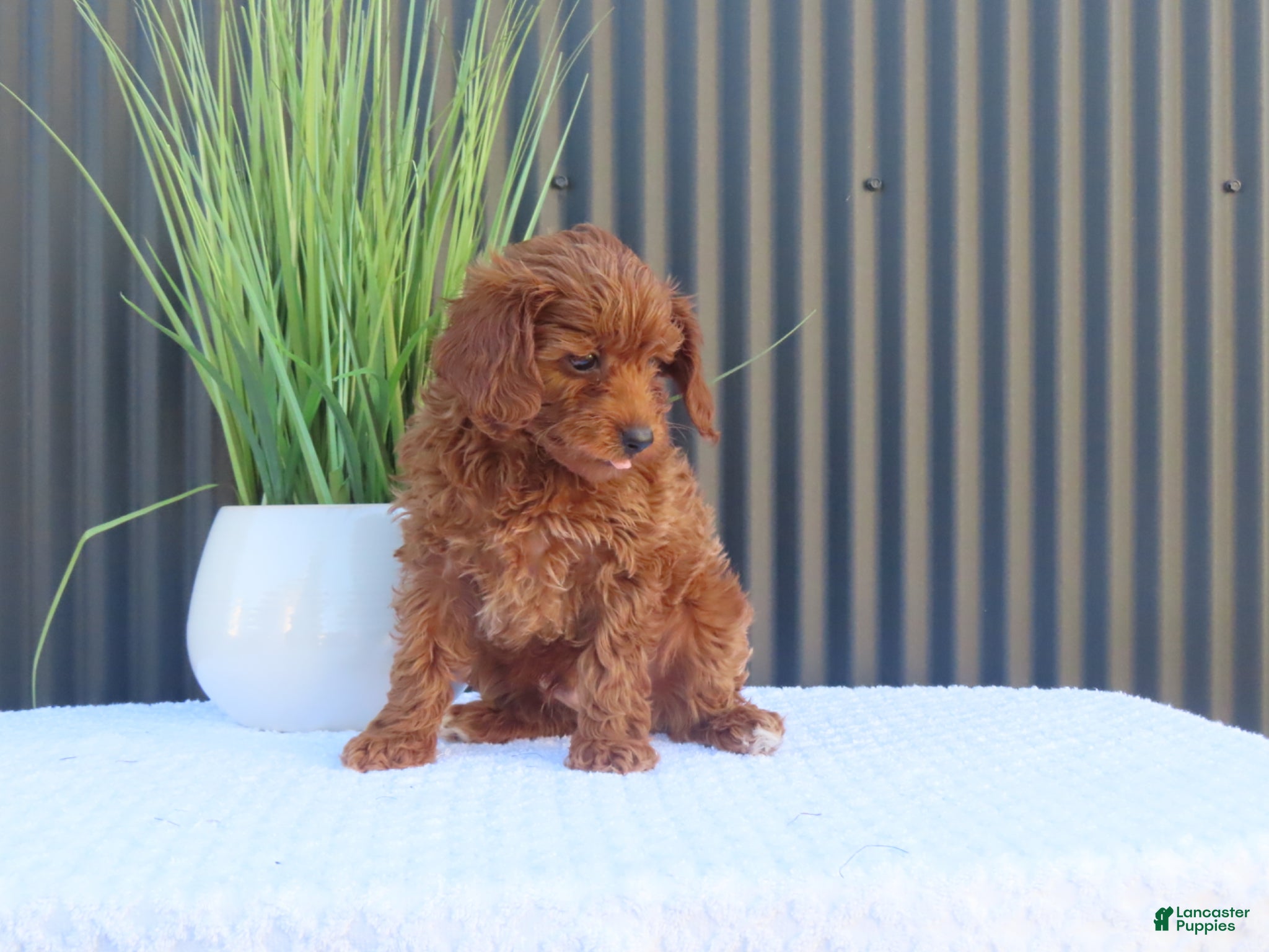 Toy Poodle dogs for sale: Billy - Ad 6