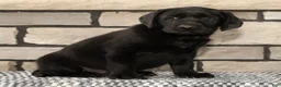 Labrador Retriever dogs for sale: Holly - Ad 2