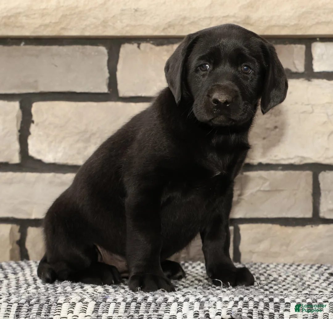 Labrador Retriever dogs for sale: Holly - Ad 2