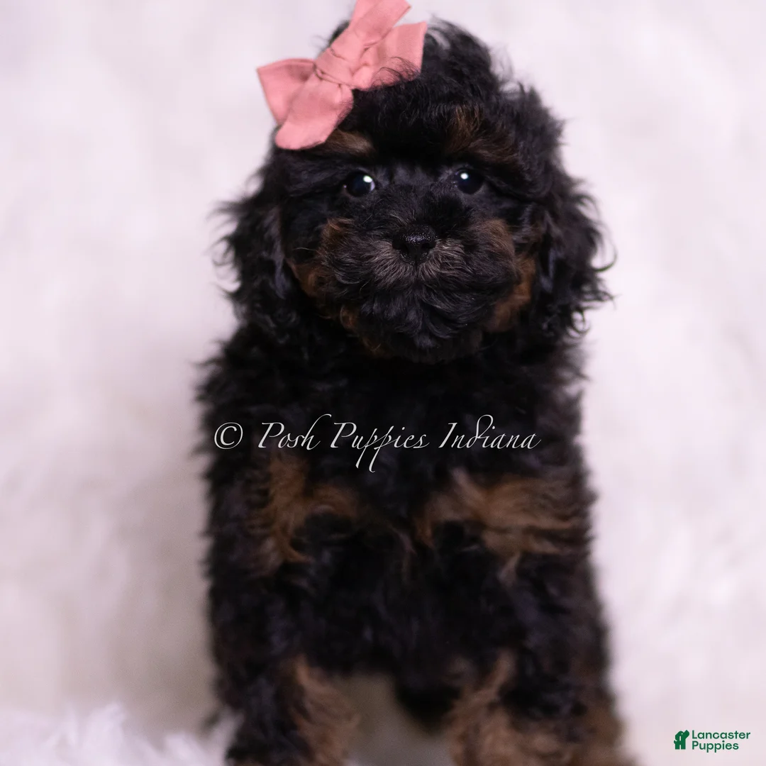 Toy Poodle dogs for sale: Toy Poodle Puppy 3 - Ad 5