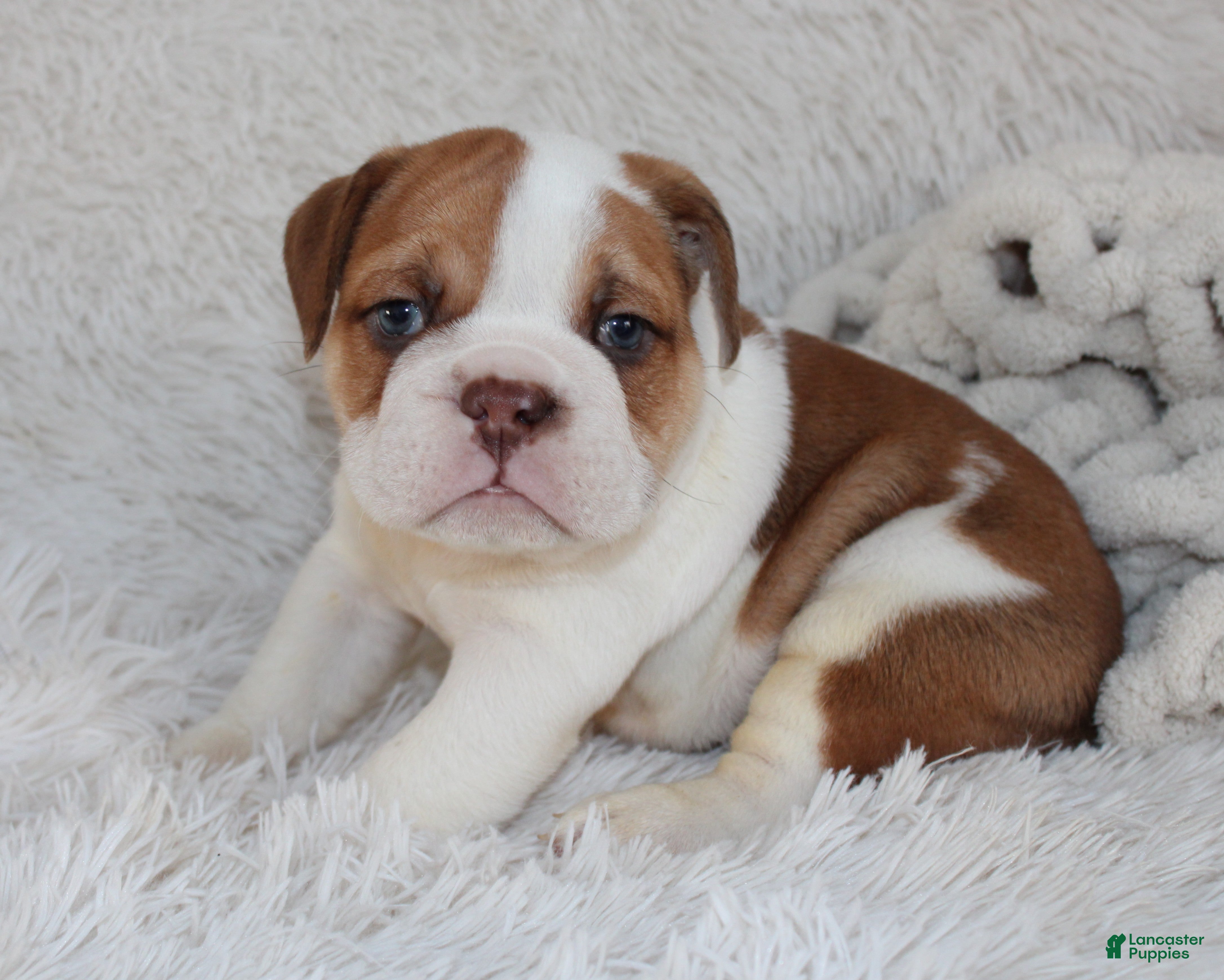 English Bulldog dogs AKC Ozzy - Ad 2