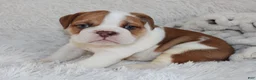English Bulldog dogs for sale: AKC Ozzy - Ad 2
