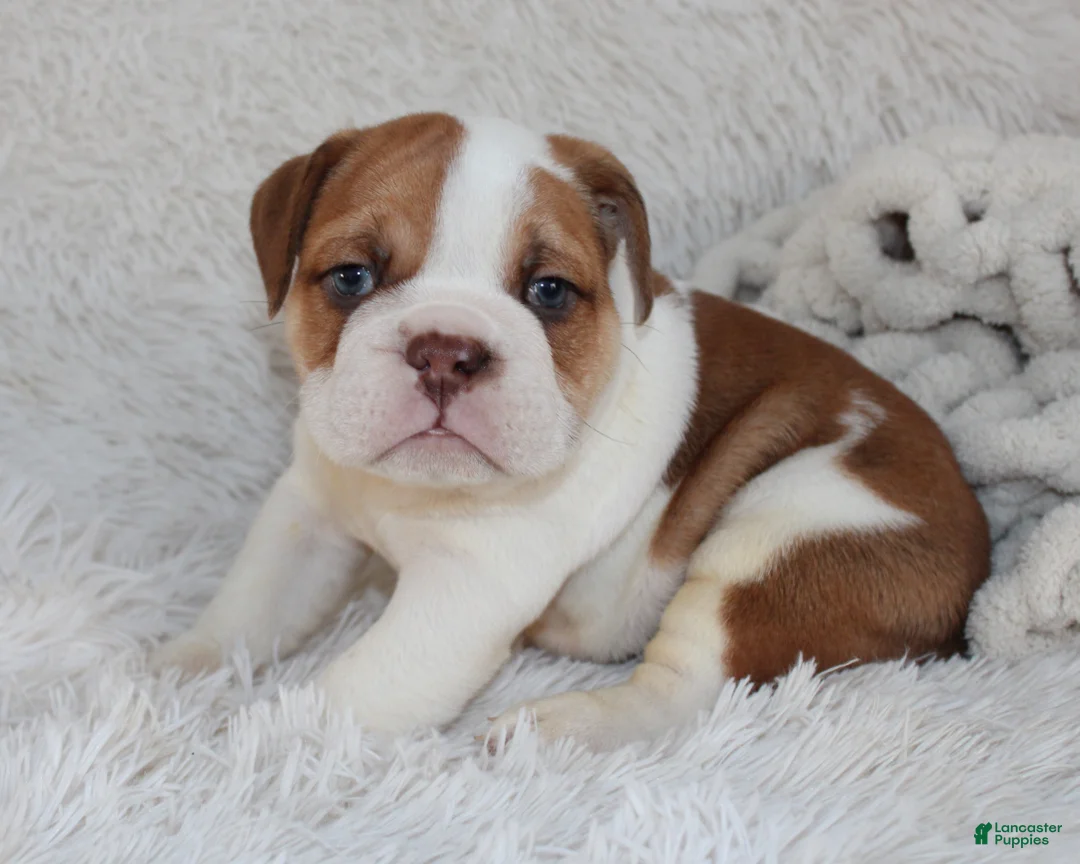 English Bulldog dogs for sale: AKC Ozzy - Ad 2