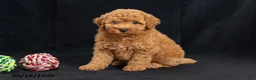 Mini Goldendoodle dogs for sale: Donna - Ad 3