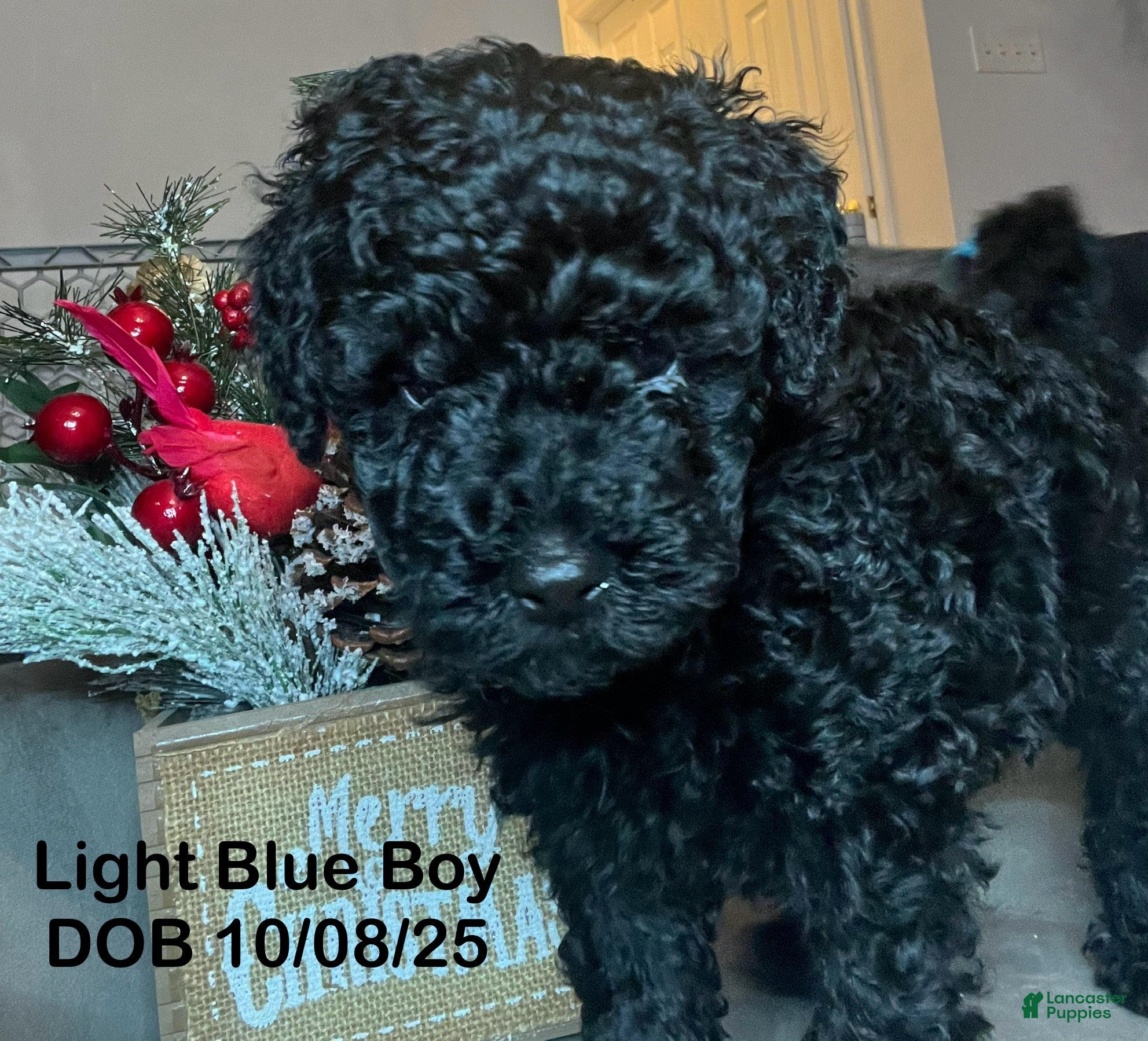 Mini Goldendoodle dogs Mini Goldendoodle Puppy sky blue - Ad 18