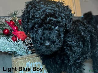 Mini Goldendoodle dogs Mini Goldendoodle Puppy sky blue - Ad 17