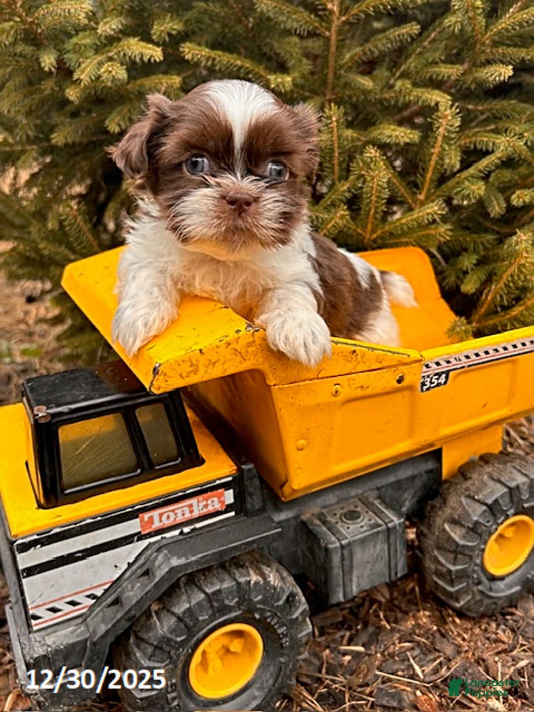 Shih Tzu dogs for sale: Buddy - Ad 3