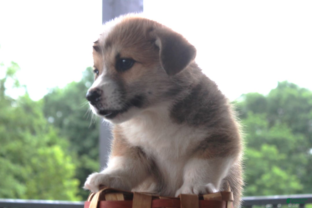 Welsh Corgi Pembroke dogs for sale: Harvey - Ad 3