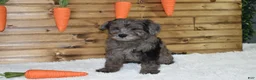 Mixed Breed dogs for sale: Mack - Ad 1