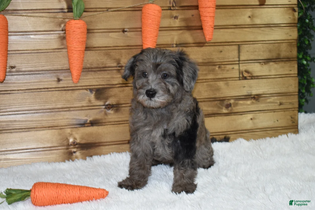 Mixed Breed dogs for sale: Mack - Ad 1