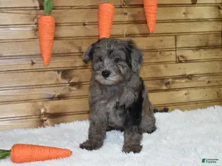 Mixed Breed dogs Mack - Ad 35