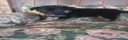 German Shepherd dogs for sale: Jessie - Ad 2