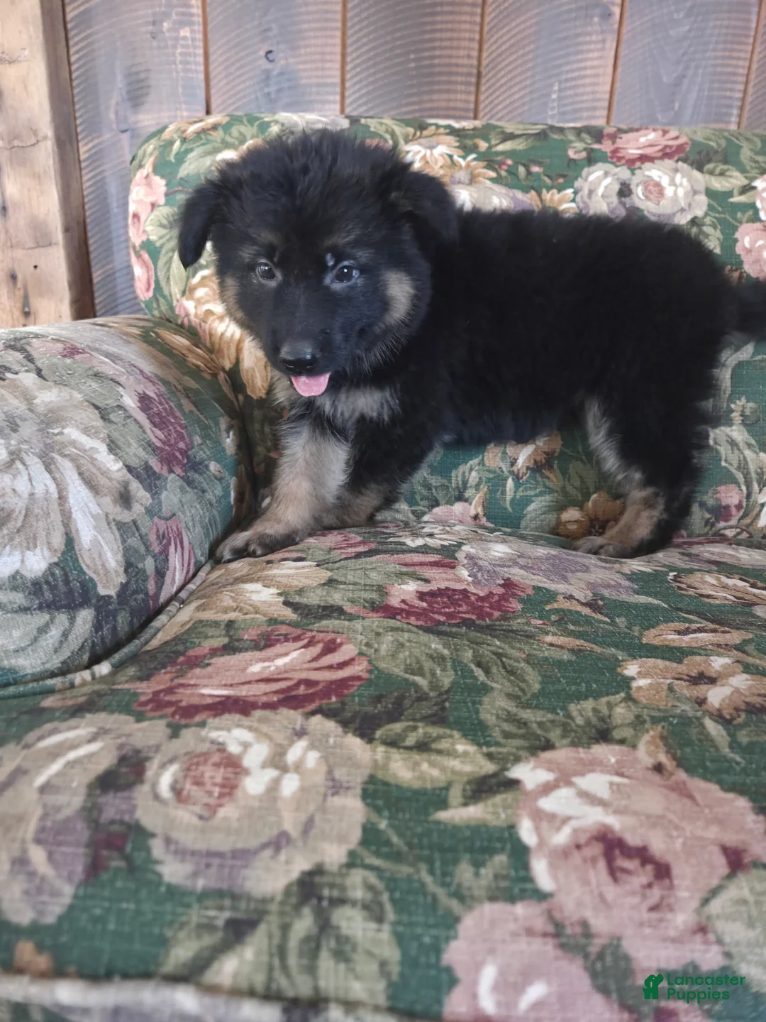 German Shepherd dogs for sale: Jessie - Ad 2