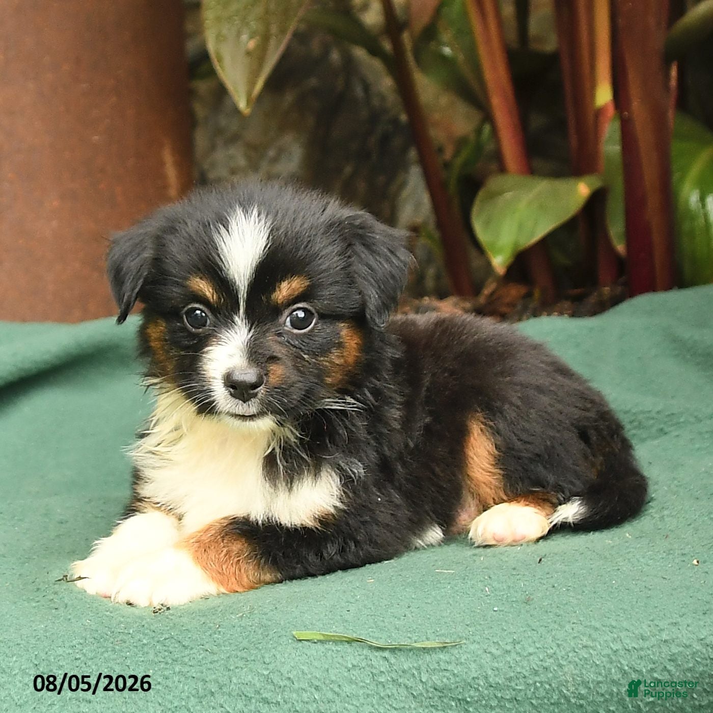 Miniature Australian Shepherd dogs Rhonda - Ad 2
