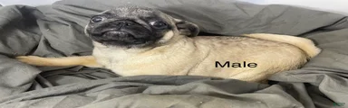Pug Puppy 1