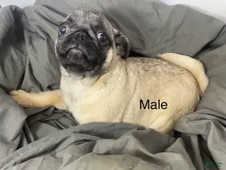 Pug dogs Pug Puppy 1 - Ad 8