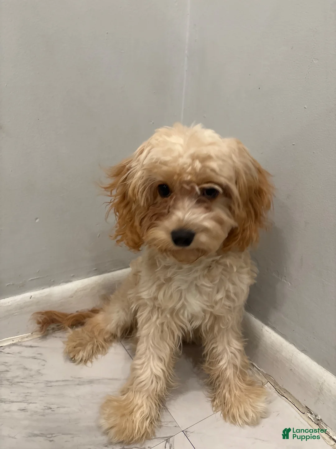 Cavapoo dogs for sale: Mateo - Ad 2