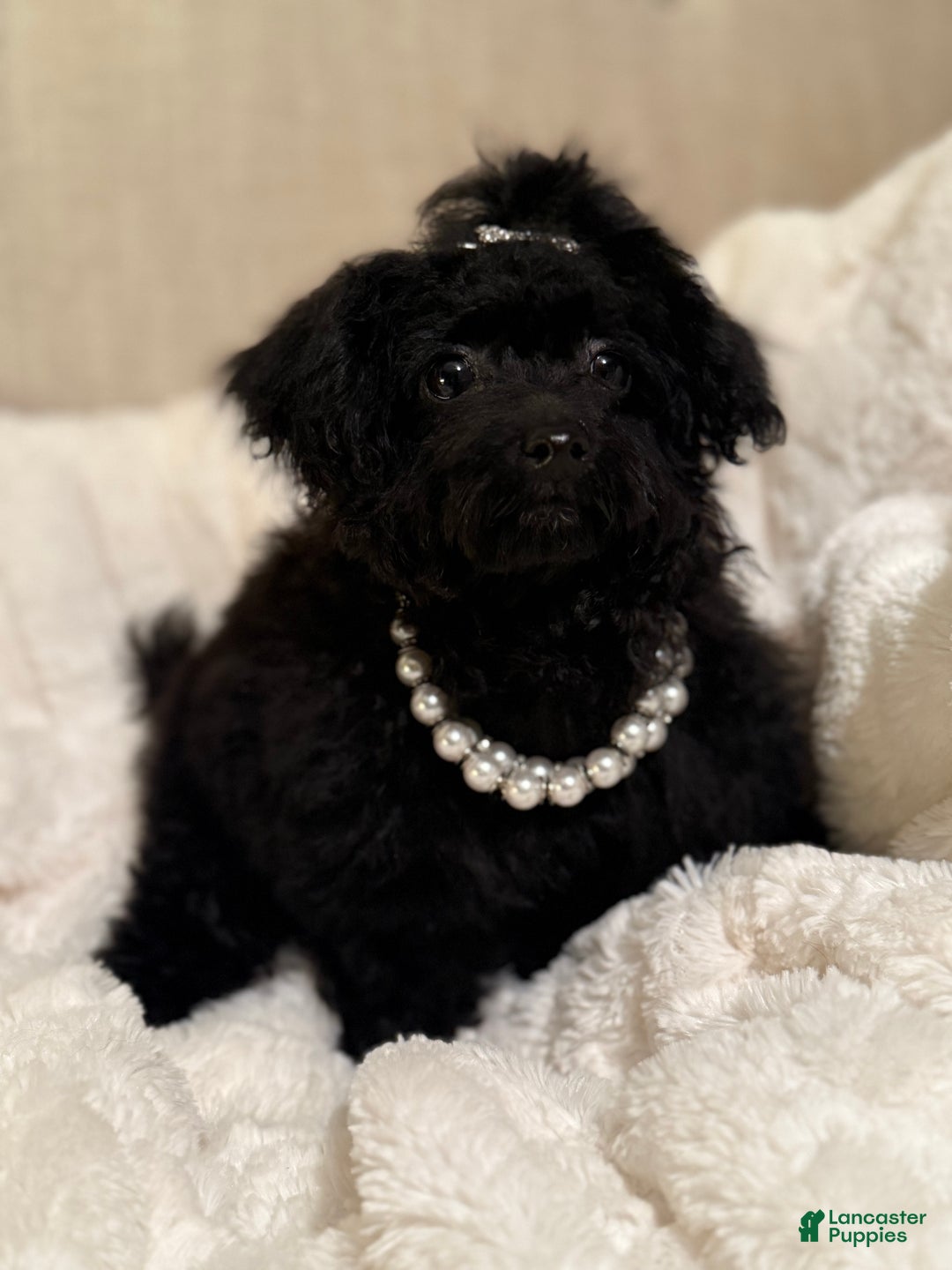 Toy Poodle dogs for sale: Jacob  - Ad 2
