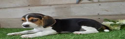 Beagle dogs for sale: Blue Eye Jack - Ad 4