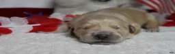 Golden Retriever dogs for sale: Pumpernickel  - Ad 2