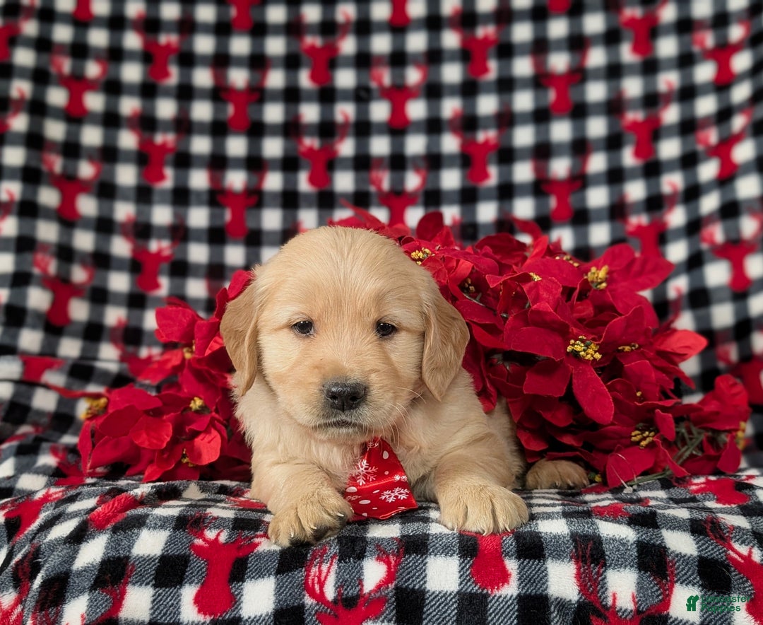 Golden Retriever dogs for sale: Bradburn - Ad 5